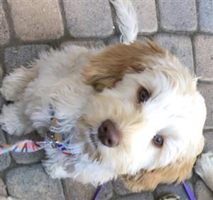 My puppy, Harper 