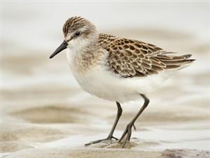 Picture of sandpiper 