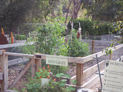 Grade Level Garden Beds 