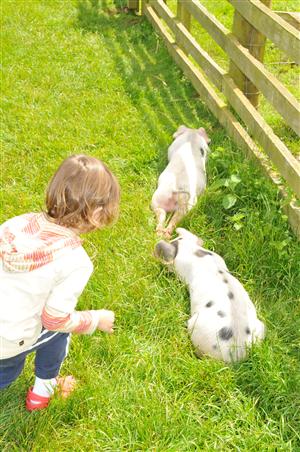 Cotswold Farm Park 