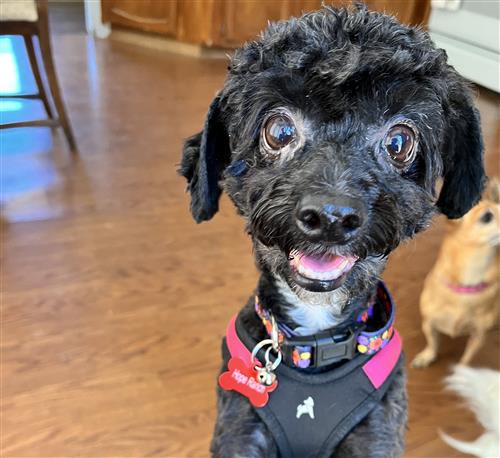 Picture of dog named Birdie