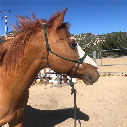 Picture of my horse, Chapo