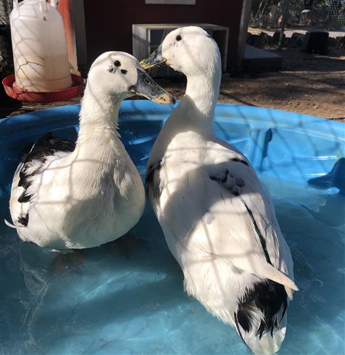 My ducks, Lodi & Dodi