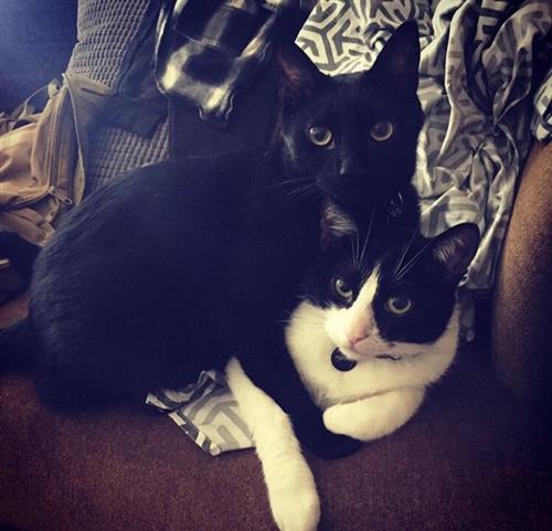Picture of my cats, GG & Frankie 