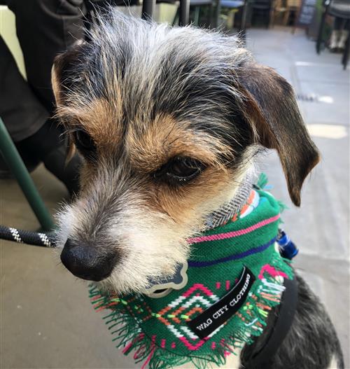Picture of my dog, Bart 