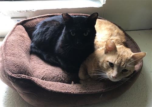 Picture of my cats, Otis & Redding