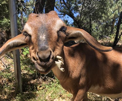 Picture of my goat, Daisy 