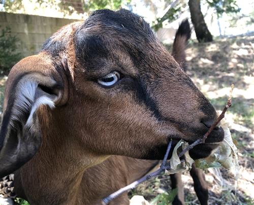 Picture of my goat, Fern 