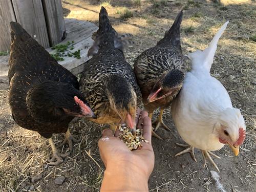 Picture of my chickens! 
