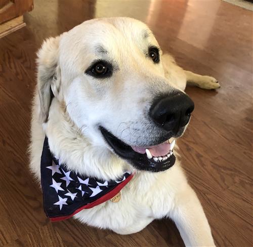 Picture of my dog, Pee-wee