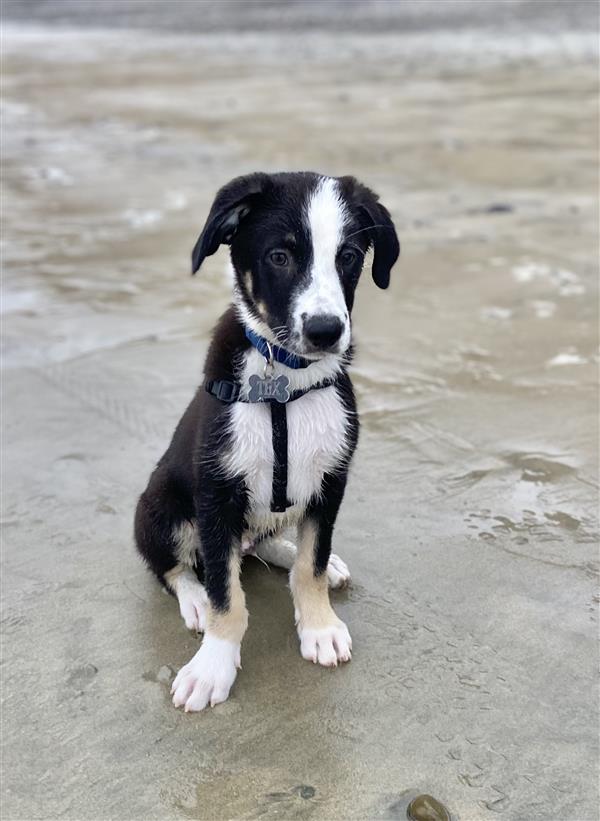Black and white dog